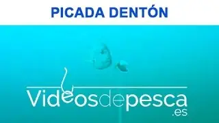 VIDEOS DE PESCA: Picada de Dentón con Cebo Calamar 2018
