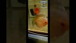 Новый эксперемент.
