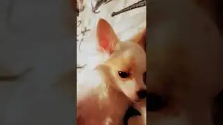 собака 🧡