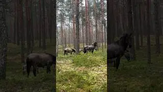 ДИКИЕ ЛОШАДИ в природе. Тарпаны. Редкое явление 