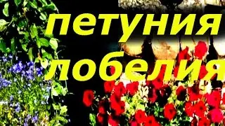 РАССАДА ПЕТУНИИ ПОСАЖЕННАЯ В ГИДРОГЕЛЬ ! ВЫРАЩИВАНИЕ ЛОБЕЛИИ ИЗ СЕМЯН В ГИДРОГЕЛЕ !