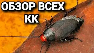 Обзор всех кормовых культур 2022. 