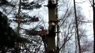 De Grote Boom Wordt Geveld