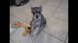 Fam Nico Pup 130820 #2505