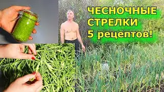 Как вкусно приготовить чесночные стрелки и зачем их нужно включить в свой рацион?💯 ЗАГОТОВКИ на ЗИМУ