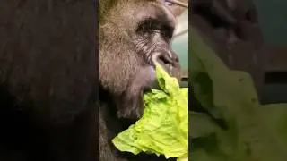This silverback is enjoying his lettuce! #silverback #gorilla #eating #asmr
