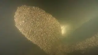 Погружение на "Велокс" - Diving wreck of Velox - Plongée sur l'épave de Velox