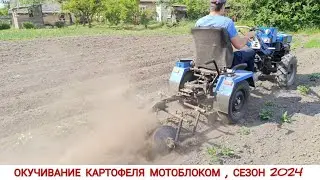 ТРИ ОГОРОДА ПОДРЯД , ОКУЧИВАНИЕ КАРТОФЕЛЯ МОТОБЛОКОМ, СЕЗОН 2024 / HILLING PATATOES, SEASON 2024