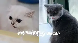 Meowmily Diaries | Sibling Meeting, Yuki's First Bath