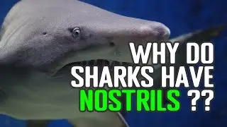 Sharks' Nostrils - Why Do They Have It? (Do Sharks Use Nostrils For Breathing Air And Smelling?)