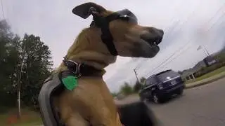 This Dog Loves Riding Motorcycles