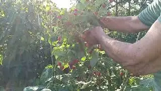 СУПЕР МАЛИНА ИМАРА