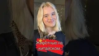🐾 Животные на китайском🏮 