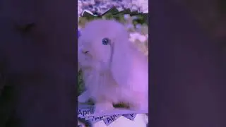 #люблю#кролики#