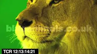 male lion - licking lips | chromakey greenscreen