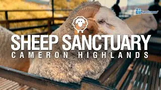 THE SHEEP SANCTUARY, CAMERON HIGHLANDS 🇲🇾 [4K]