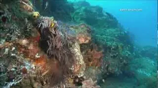 Coral Reefs & Climate Change