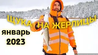 Щука зимой. Январь 2023. Vasavere veehoidla.