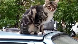 Кошка обозревает мир с крыши автомобиля / Cat sitting on a car
