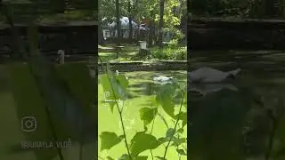 #shorts ОЧЕНЬ КРАСИВО// РУССКАЯ ДЕРЕВНЯ