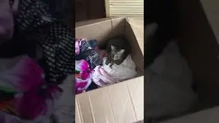 Кошка. Эмма нашла тёплое местечко