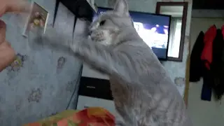 Кот британец агрессивный.
