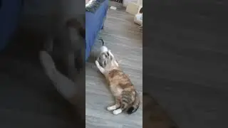 Кошки Люся и Маня