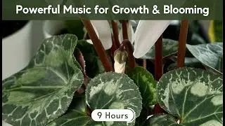 Powerful Music for Plants 🌱 Stimulate Growth & Blooming | Plant Growth Music