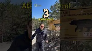 Ayıyla karşılaşırsanız bunu asla yapmayın!