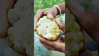 Plucking and Eating fresh custard apple