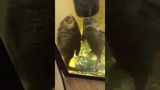 «Чувак что это? -Вот это? -Что это такое? -Я не знаю! -Что это такое? -Что это?»