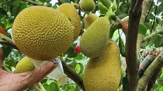 GIAI ĐOẠN TỈA TRÁI MÍT INDO RUỘT ĐỎ XƠ VÀNG