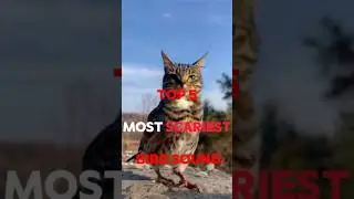 TOP 5 TERRIFYING BIRD SOUND 😵😱