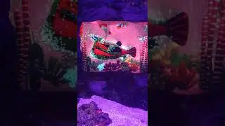 Sealife center in Istanbul