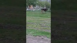 Коровы и быки 🐄🐄🐄🐂🐂🐂