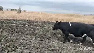 Хитрый Борон.