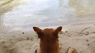 Chill Out At The Beach Under The Shade Of A Tree