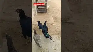 Two Males in one cage | Shamo Black | Shamo White