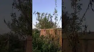 Орехи заново зеленеют. Поливаю малину.