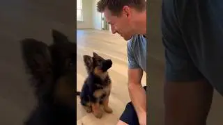 Attantion 🚨 Milo wants just a follow from you guys | K9 dog swimming training 