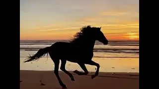 Dolya Vorovskaya (Cover) |Furkan Karaca