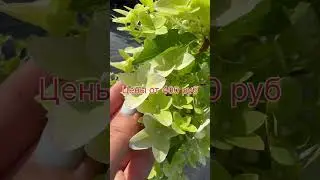 Самые популярные сорта гортензии в наличии в нашем питомнике