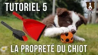 La Propreté du Chiot - Tutoriel complet