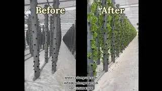 India's Largest Vertical Aeroponic Basil Farm | Radongrow Aerotower-60
