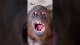 LATIF BOBO SILA😂 