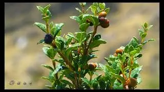 frutos del bosque