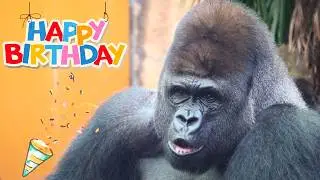 🎂Happy 31st Birthday, Silverback Gorilla Haoko 🦍🎊🎉