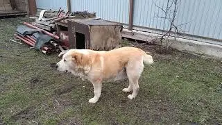 Сары Шайтан Сарышта