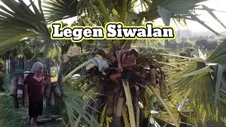 Vlog Mencari Minuman Legendaris, Proses Pengambilan Legen Pohon Siwalan, Desa Kebonagung, Rembang