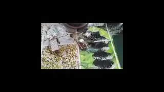 Радиопередатчик на одном биполярном транзисторе